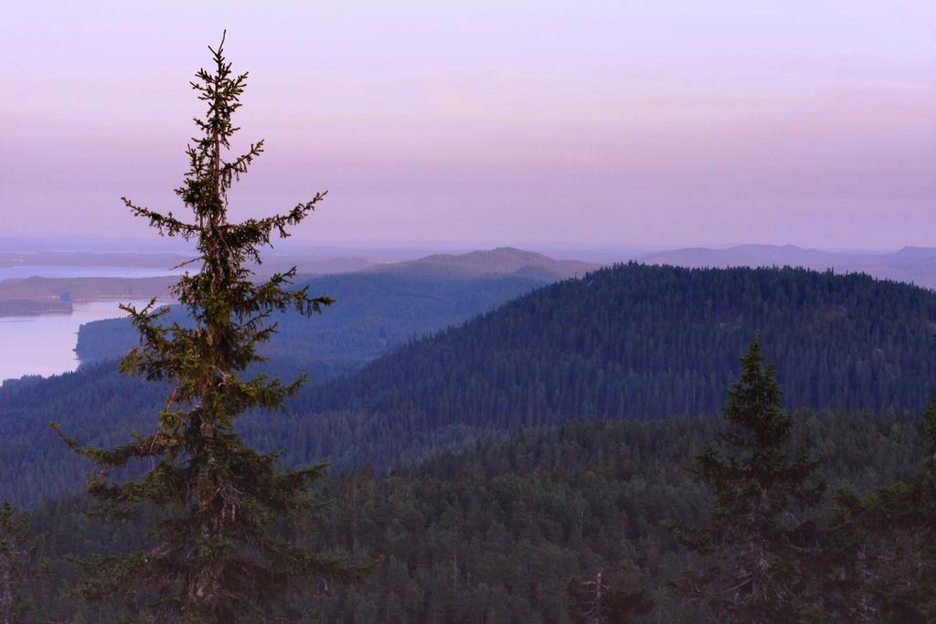 Koli Freetime Cottages Ahmovaara Oda fotoğraf