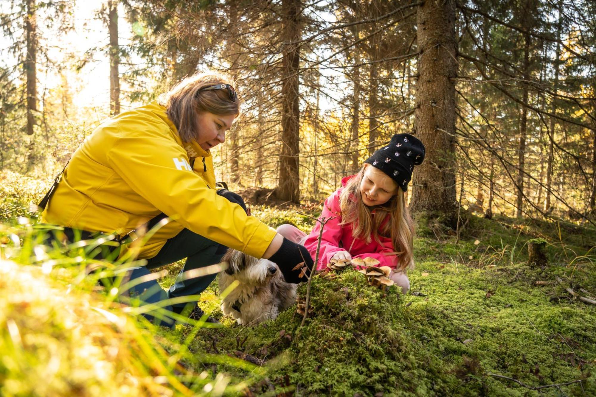 Koli Freetime Cottages Ahmovaara Dış mekan fotoğraf